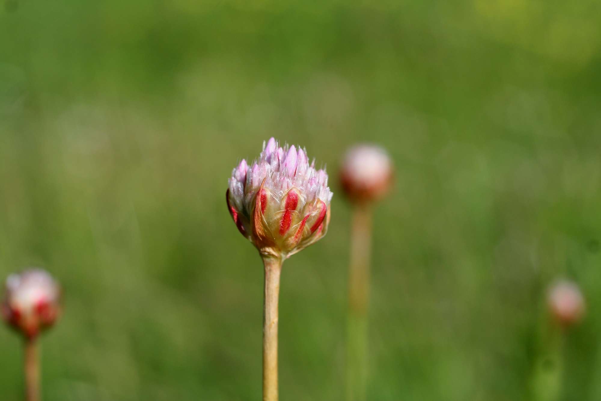 Da identificare 4 - Armeria sp.